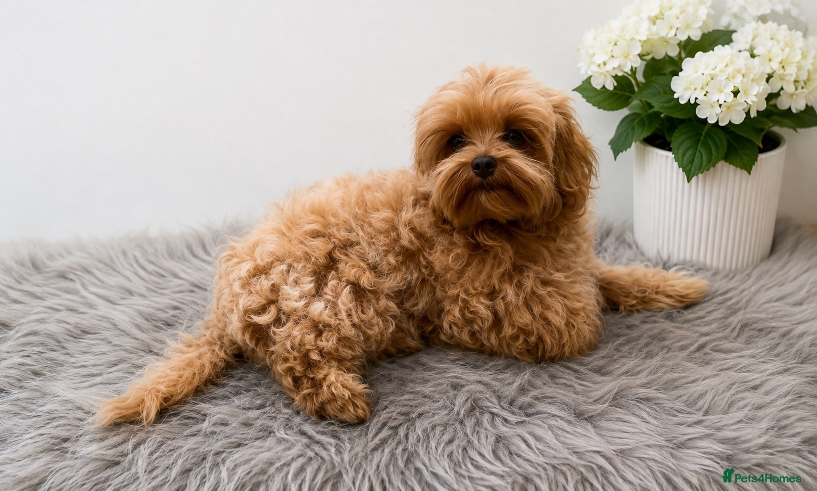 Maltipoo dogs Tiny Asian Maltipoo. DNA tested parents. - Advert 1