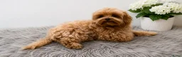 Maltipoo dogs for sale: Tiny Asian Maltipoo. DNA tested parents. - Advert 5
