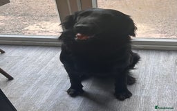 Flat coated Retriever dogs for sale: Flat coat retriever  - Image 6