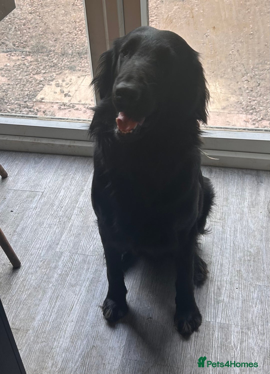 Flat coated Retriever dogs for sale: Flat coat retriever  - Image 6