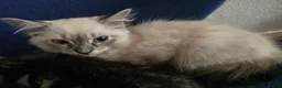 Domestic Shorthair cats for sale: Kittens for sale in Glasgow - Advert 2