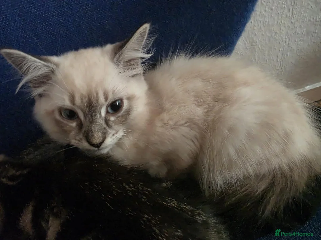 Domestic Shorthair cats for sale: Kittens for sale in Glasgow - Advert 2