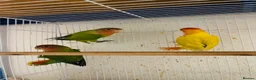 Lovebirds birds for sale: lovebirds for sale - Advert 3