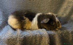 Guinea Pig rodents for sale: Pure breed baby guineapig boys - Image 1