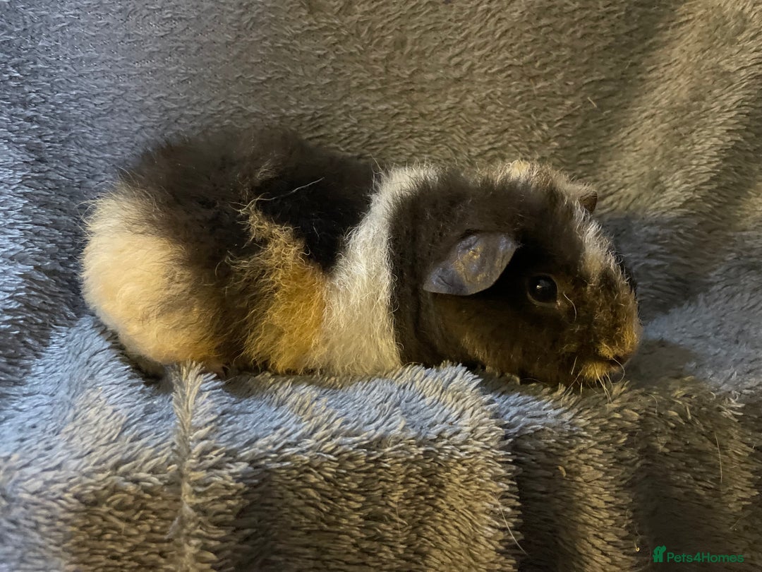 Guinea Pig rodents for sale: Pure breed baby guineapig boys - Image 1