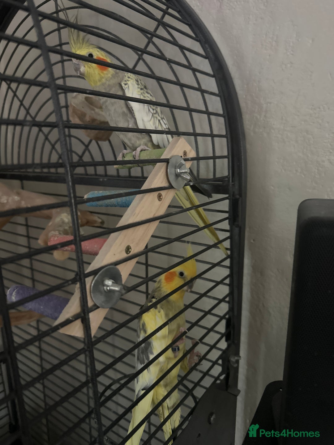 Cockatiels birds for sale: Cockatiels  - Advert 1