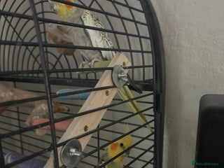 Cockatiels birds Cockatiels - Advert 3