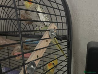 Cockatiels birds Cockatiels - Advert 17