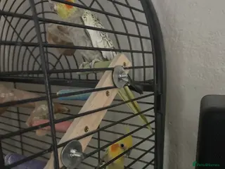 Cockatiels birds Cockatiels - Advert 24