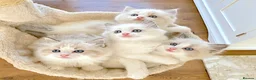 Ragdoll cats for sale: READY NOW *** INDOOR FULL PEDIGREE RAGDOLL KITTENS - Advert 21