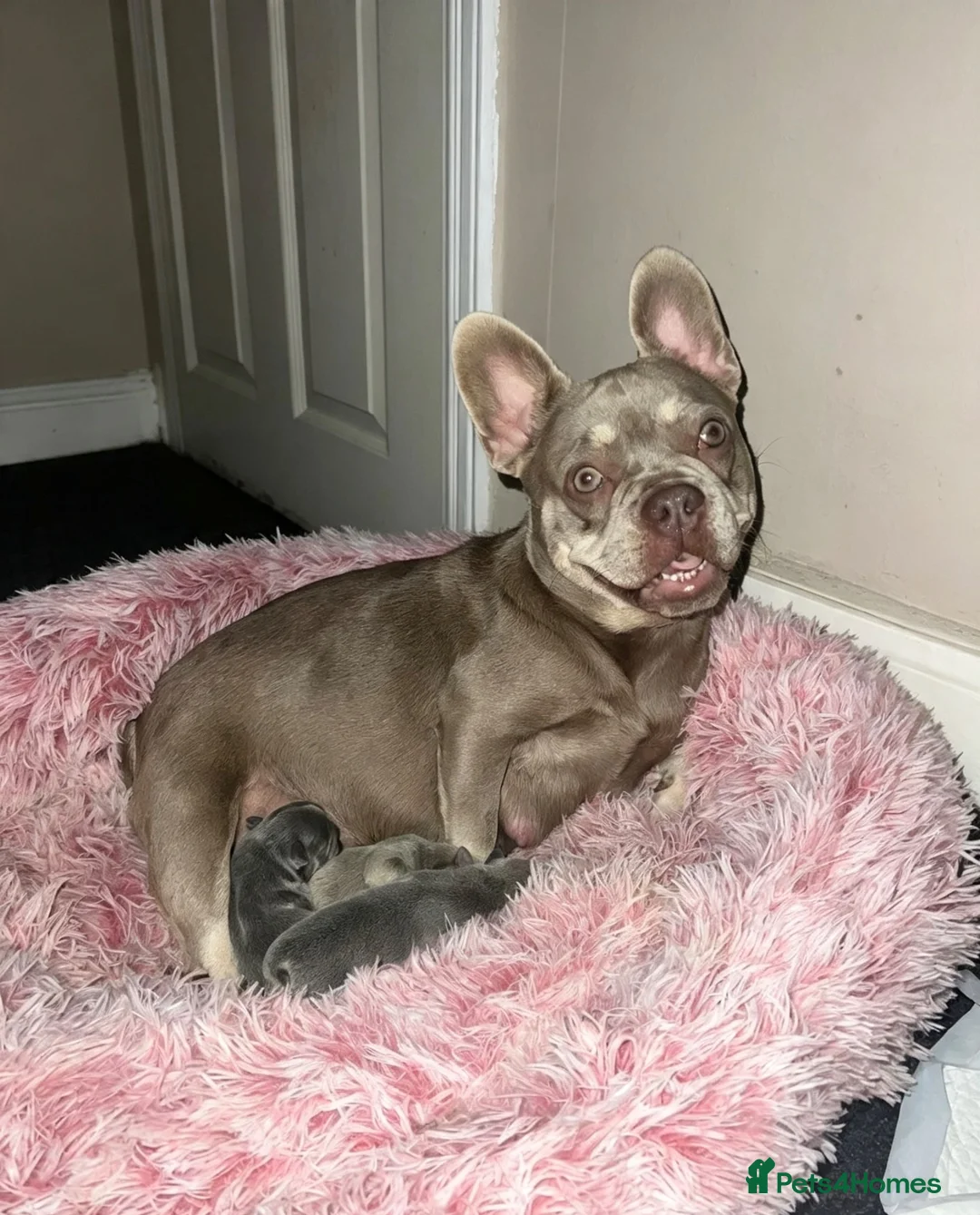 French Bulldog dogs for sale: 2 blue & 1 lilac fawn french bulldog puppies  - Advert 10