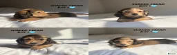 Miniature Dachshund dogs for stud: PROVEN CLEAR CREAM STUD BOY ❄️PRINCE ICE❄️ - Advert 18
