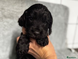 Cocker Spaniel dogs Cocker Spaniel Puppies - Advert 15