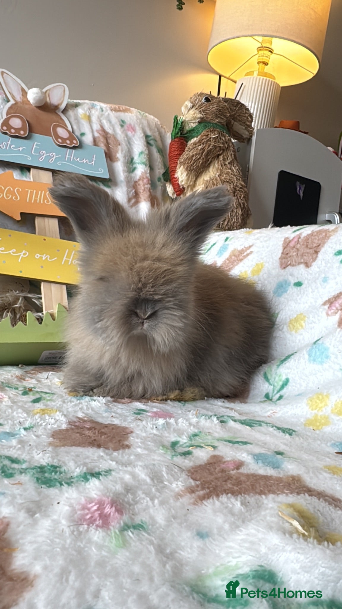 Angora rabbits Full faced Male Angora babies  - Advert 4