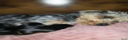 Yorkshire Terrier dogs for sale: Yorkshire Terrier pups ready 24th June  in Romford - Advert 2
