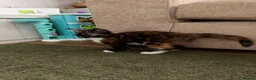 Mixed Breed cats for sale: Kittens  - Advert 17