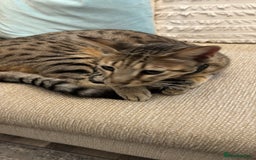 Savannah cats for sale: Savannah Cat looking for a new home  - Image 6
