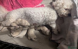 Poochon dogs for sale: Apricot poochons puppies  - Image 3