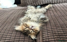 Persian cats for sale: 4 cuddly, petite Persian girls💗 - Image 18