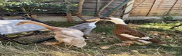 Ducks poultry for sale: Show line Indian Runner Drakes - Advert 2