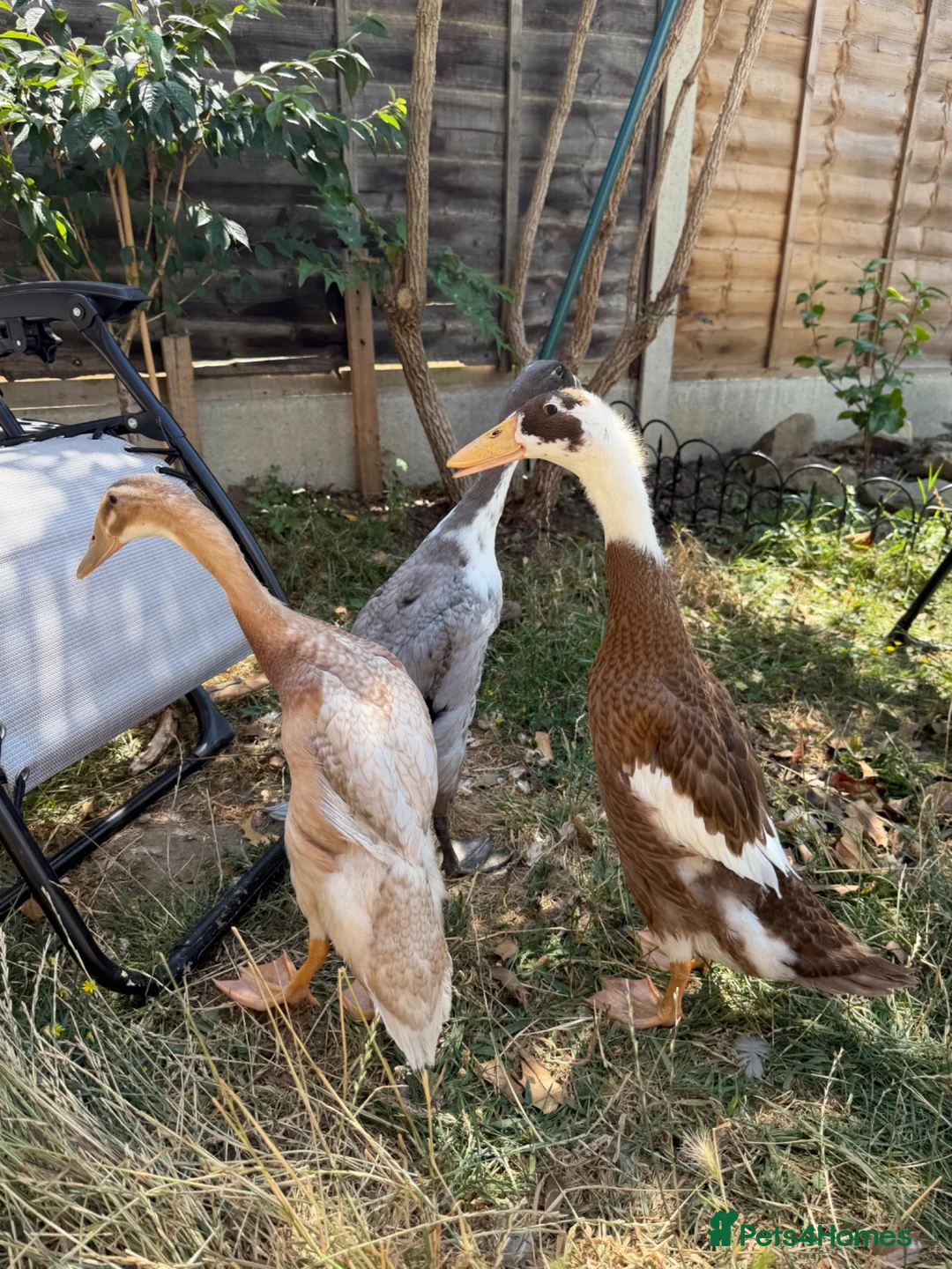 Ducks poultry for sale: Show line Indian Runner Drakes - Advert 2