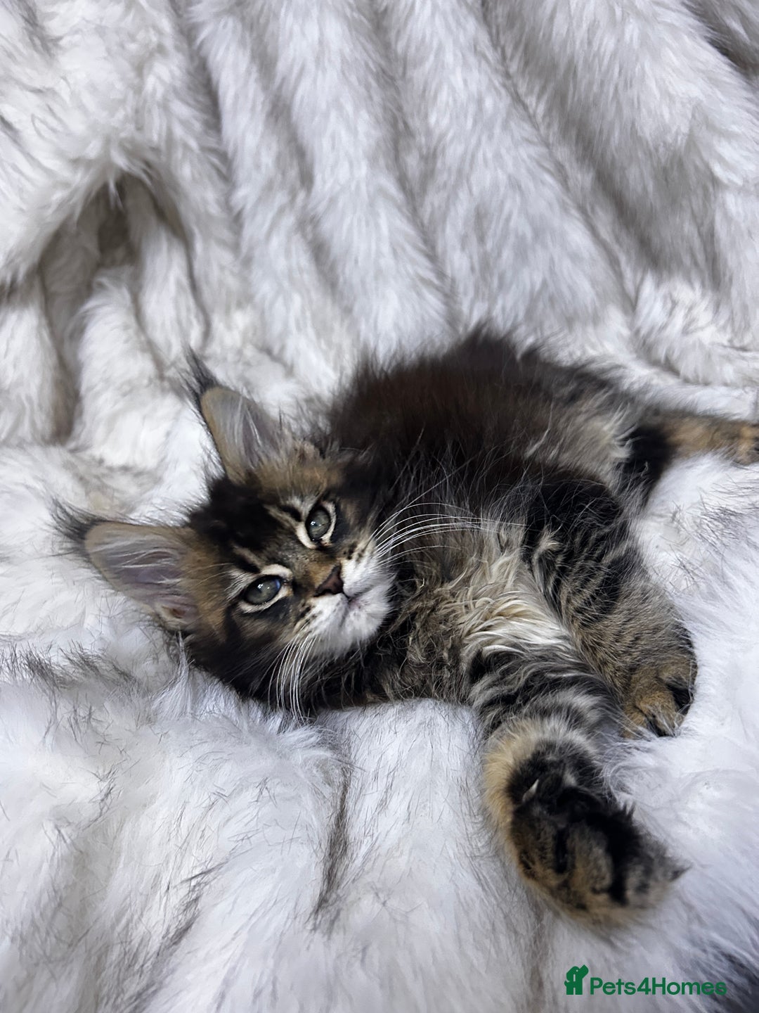 Maine Coon cats for sale: Maine Coon kitten  - Advert 6