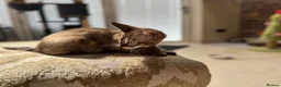 Bengal cats for sale: ⭐⭐⭐ Stunning Rare Charcoal Mink Bengal Kitten ⭐⭐⭐ - Advert 22