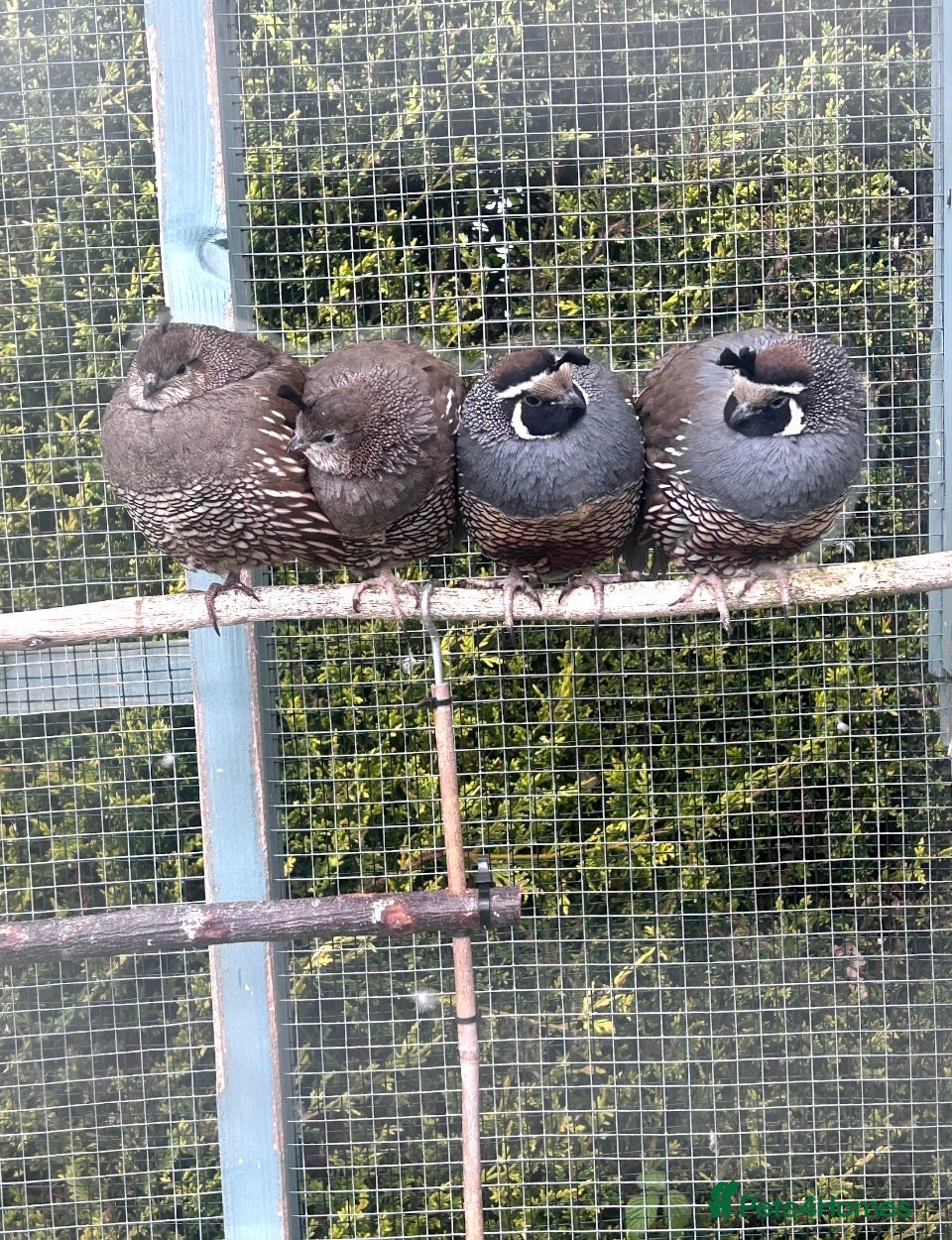 Quail poultry for sale: California quail hatching eggs and coturnix quail  - Advert 3