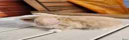 Mini Lop rabbits for sale: Gorgeous Purebred Mini Plush Lops - Advert 11