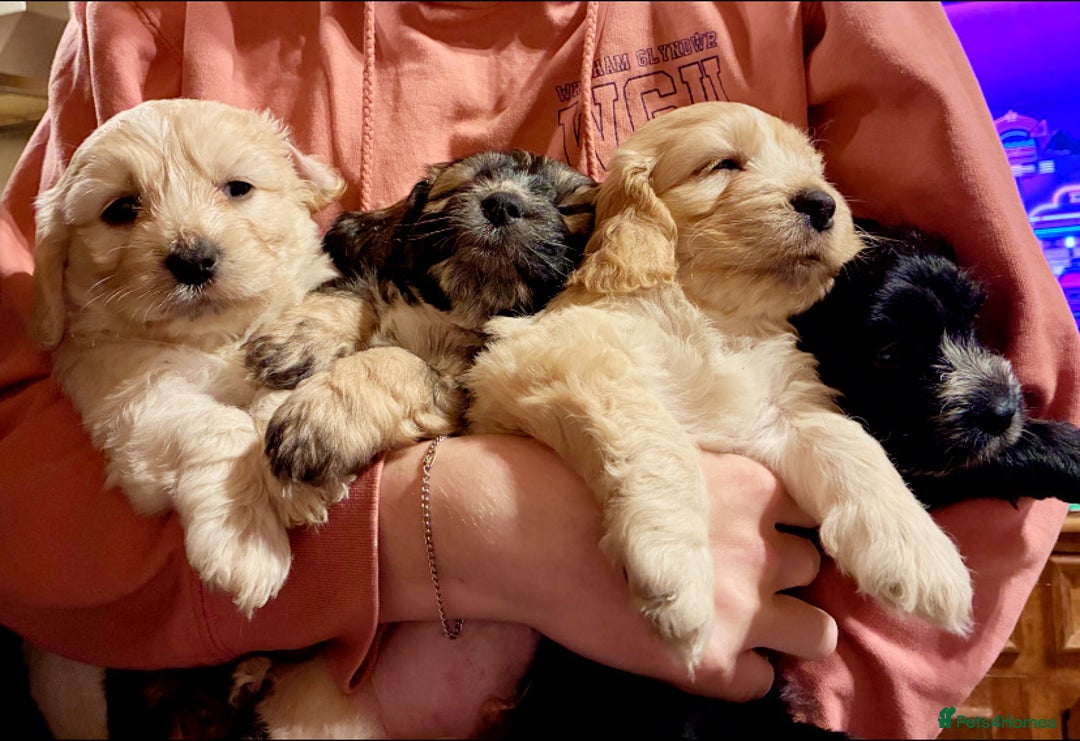 Mixed Breed dogs for sale: 6 Stunning Cock-a-chon puppies  - Advert 31