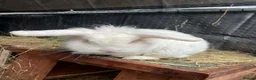 Mini Lion Lop rabbits for sale: Male mini lion lop - teeth removed - Advert 3