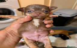 Chihuahua dogs for sale: Mini Čivava - Image 7