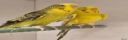 Budgerigars birds for sale: Hens variety colors - Advert 3