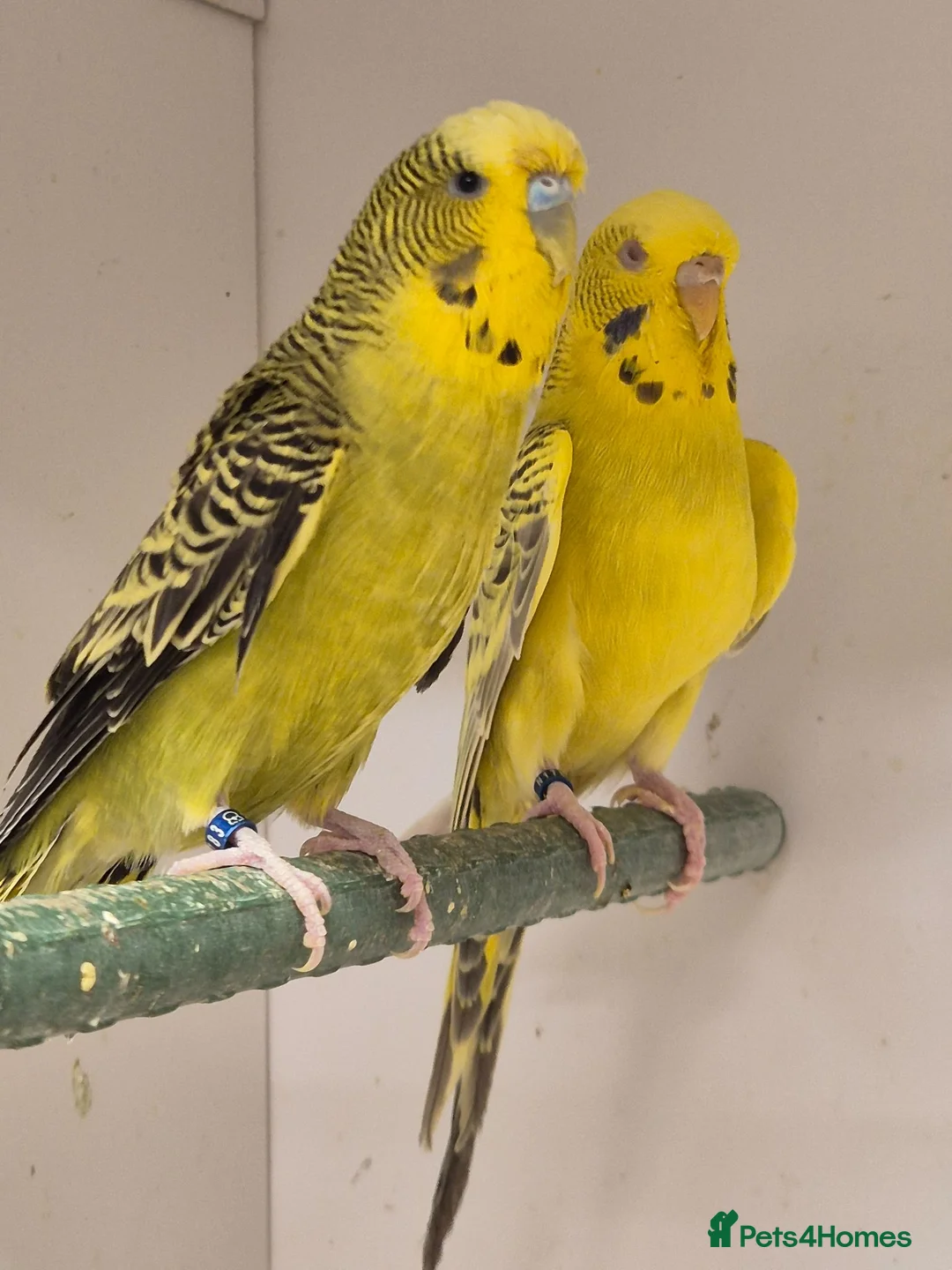 Budgerigars birds for sale: Hens variety colors - Advert 3