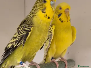 Budgerigars birds Hens variety colors - Advert 7