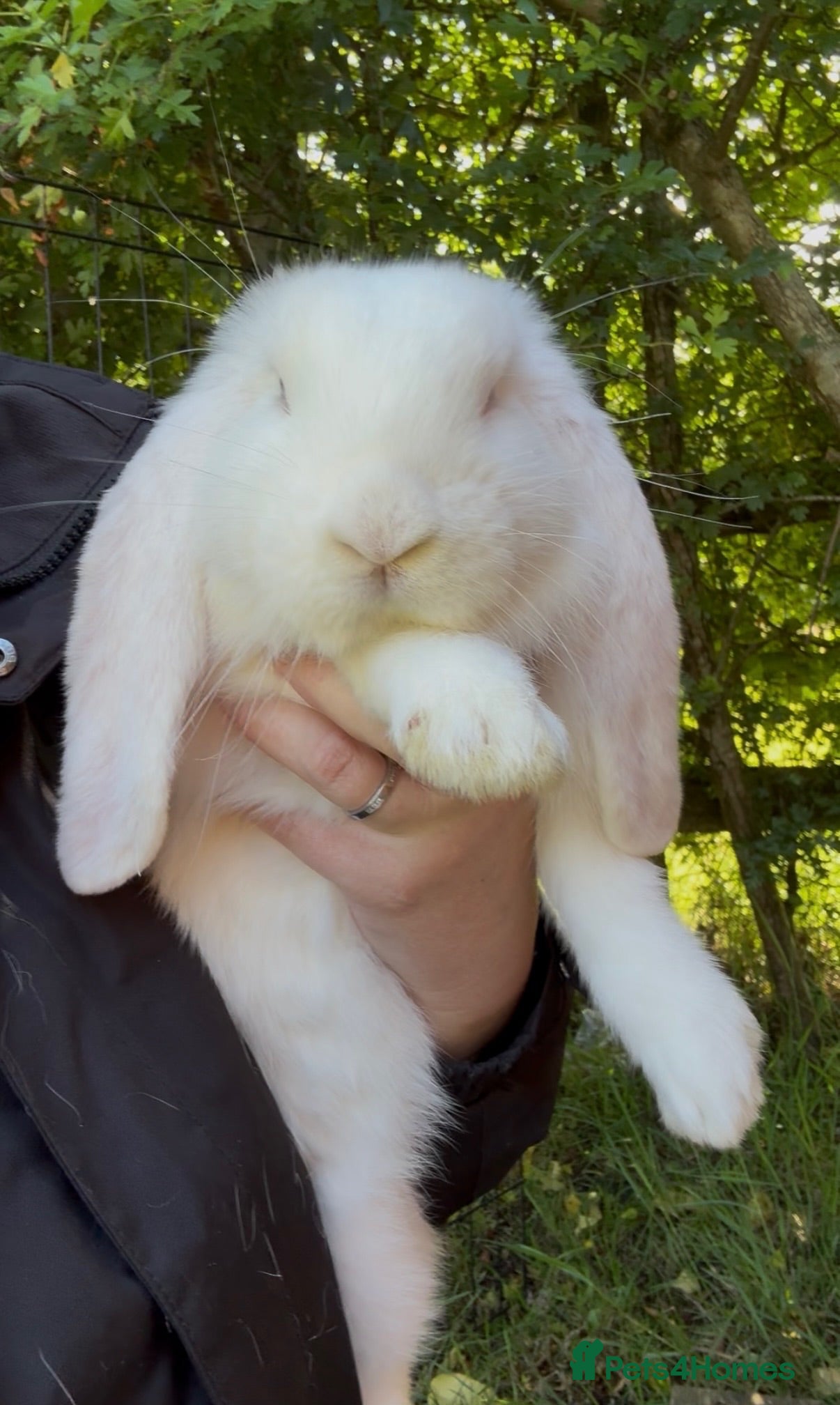 French Lop rabbits 💕Ready Now well Bred female Bew French lops 💕 - Advert 1
