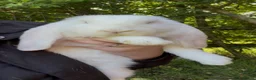 French Lop rabbits for sale: 💕Ready Now well Bred female Bew French lops 💕 - Advert 1