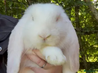 French Lop rabbits 💕Ready Now well Bred female Bew French lops 💕 - Advert 1