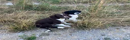 Sprollie dogs for sale: Gorgeous Sprollie puppies - Advert 1