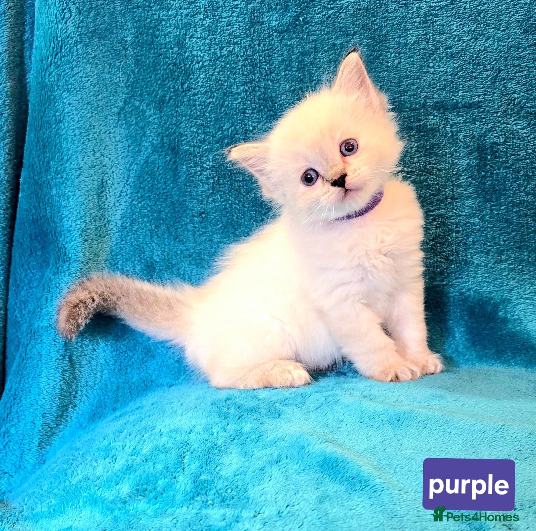 Ragdoll cats ADORABLE GCCF REG CHAMPION LINE RAGDOLL KITTENS - Advert 1