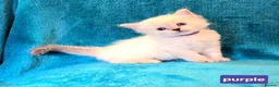 Ragdoll cats for sale: ADORABLE GCCF REG CHAMPION LINE RAGDOLL KITTENS in Ashford - Advert 1