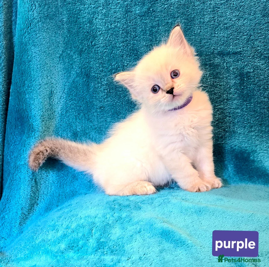 Ragdoll cats for sale: ADORABLE GCCF REG CHAMPION LINE RAGDOLL KITTENS in Ashford - Advert 1