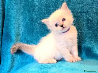 Ragdoll cats ADORABLE GCCF REG CHAMPION LINE RAGDOLL KITTENS - Advert 1