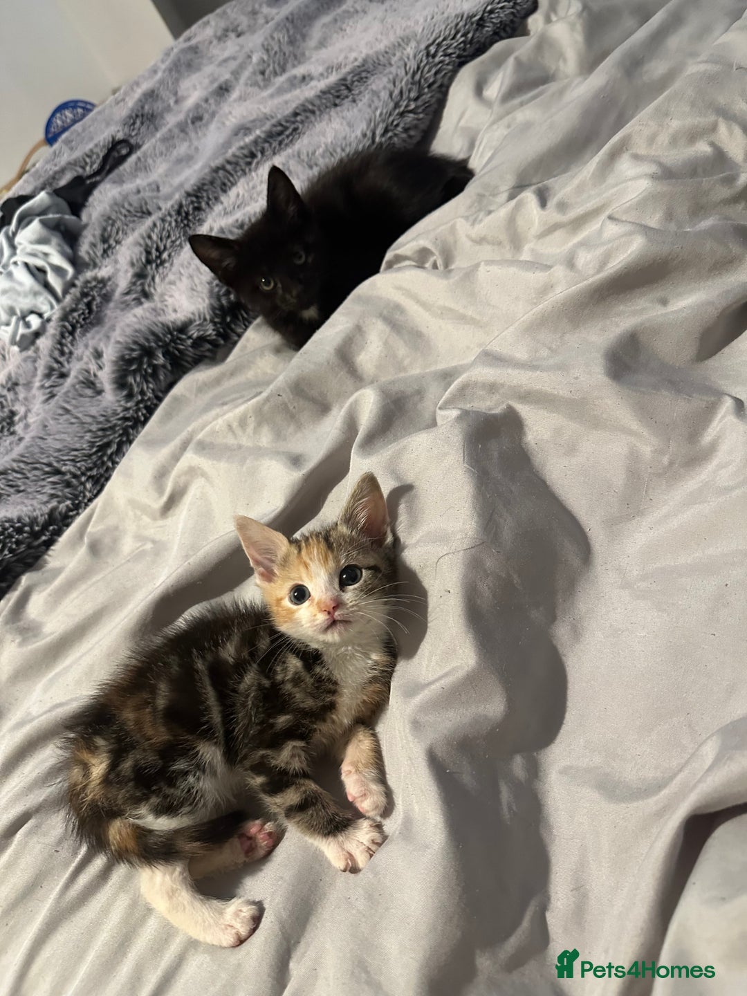 Domestic Shorthair cats for sale: Kittens - Image 17