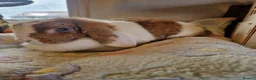 Mini Lop rabbits for sale: Lop doe  - Advert 2