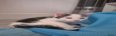 Yuki