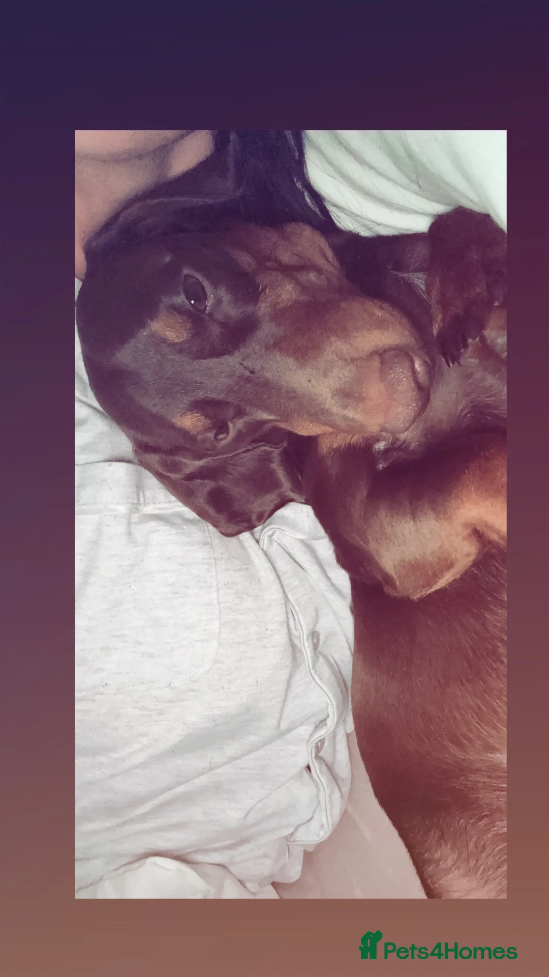 Miniature Dachshund dogs for sale: Murphy  in Plymouth - Advert 7