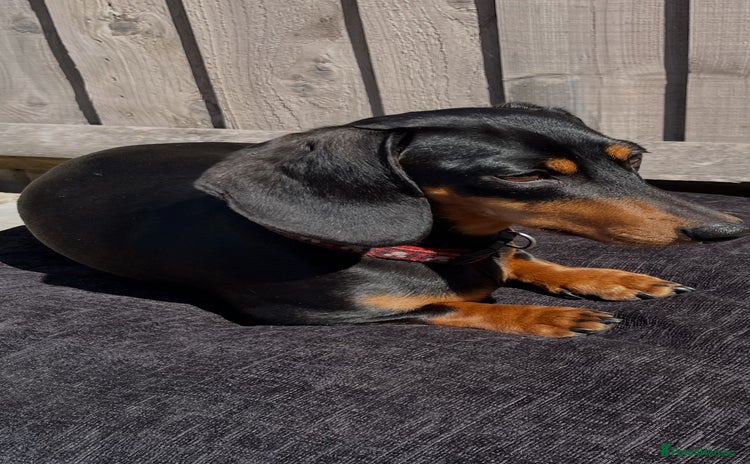 Dachshund dogs - Advert 5