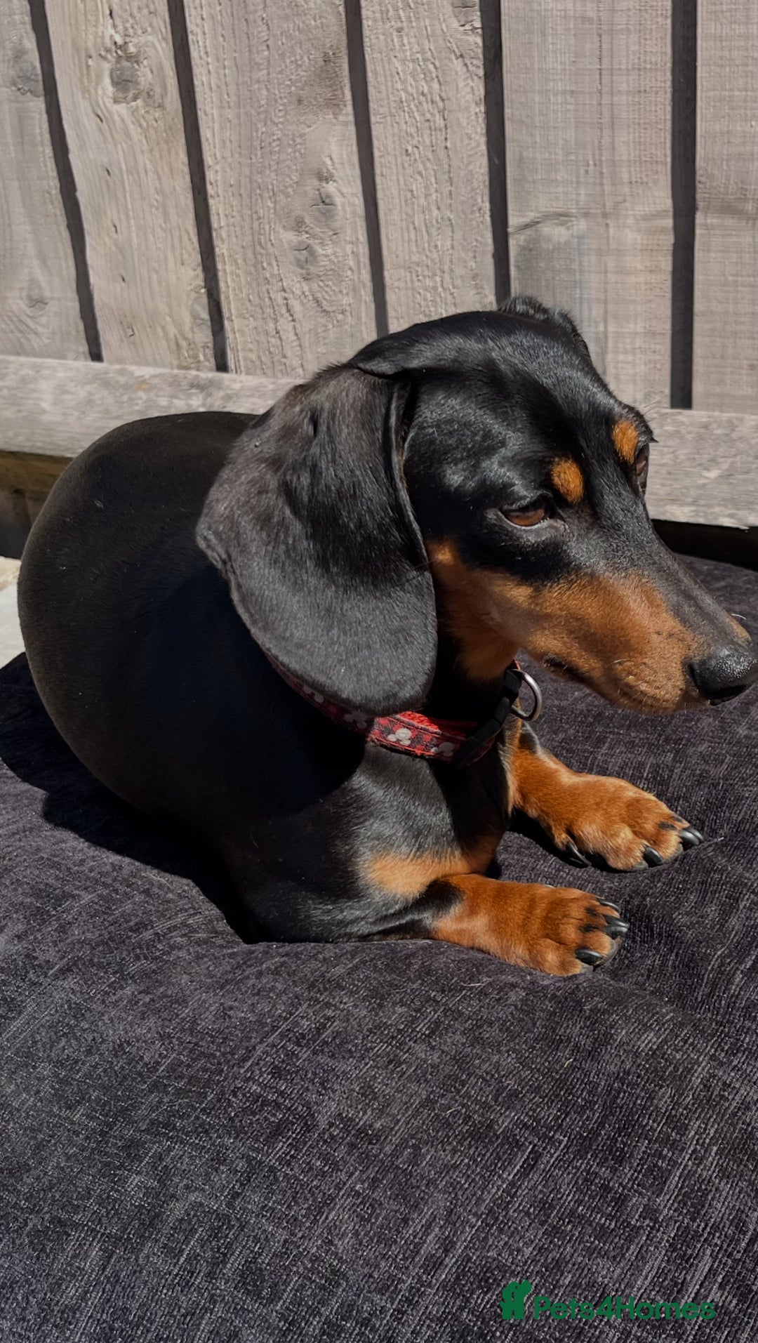 Dachshund dogs for sale: Beautiful Black and Tan - Image 1
