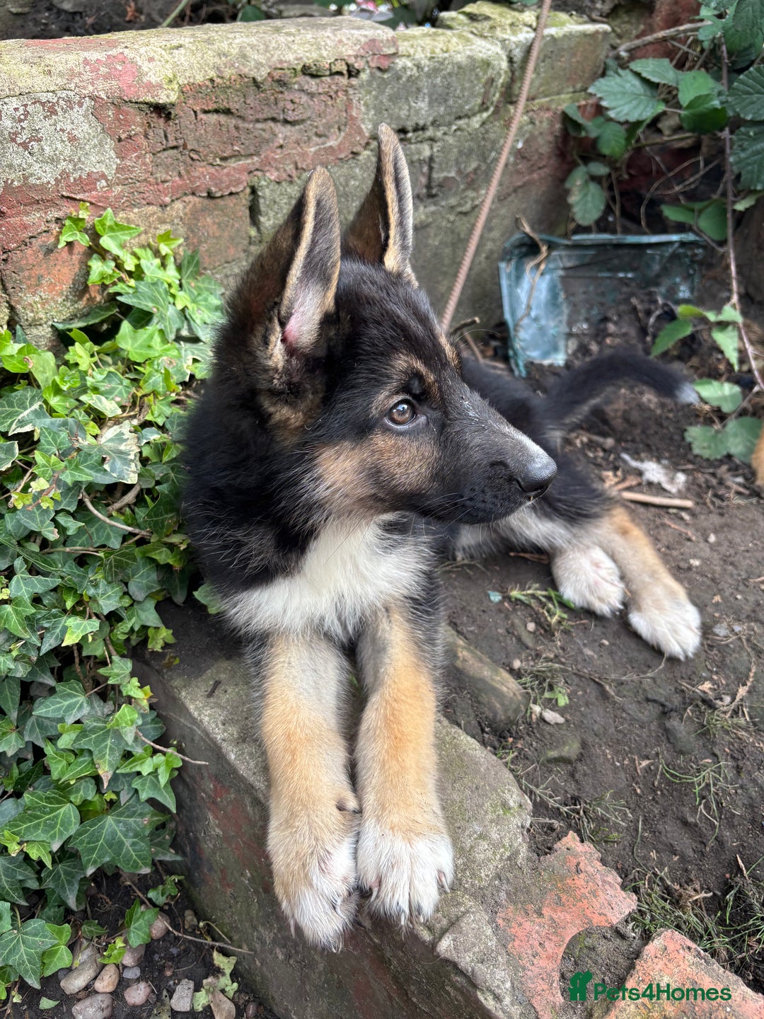 Shepsky dogs for sale: Shepsky - Image 11
